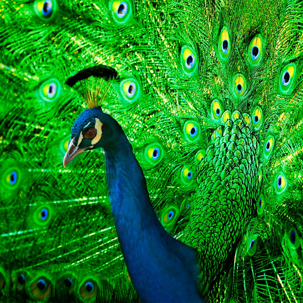 Medium Peacock