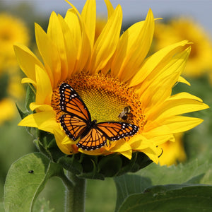 Small Sunflower